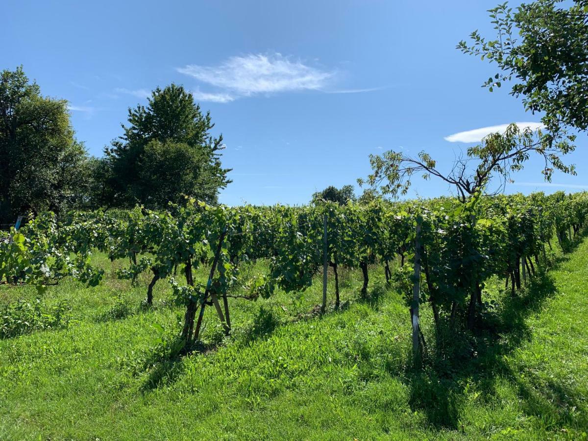 Urlaub Im Weingarten Winten  Exteriör bild
